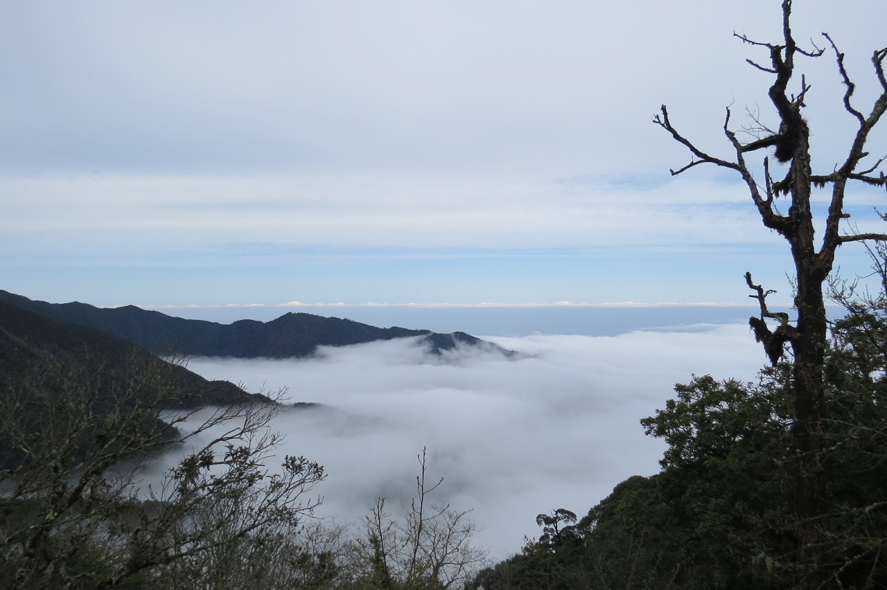 聖稜下的雲霧森林~雪霸觀霧森態之旅(三日遊) | 原森旅行Ecotour Taiwan ...